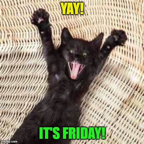 Image tagged in cats,friday,yay it's friday - Imgflip