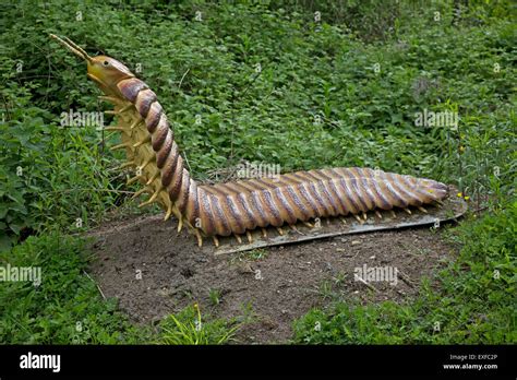 Arthropleura is an extinct giant fossil millipede from the Upper ...