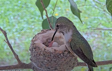 Video - The Hummingbird Eggs Are Hatching! - Olive The Hummingbird Nest Cam - SPO