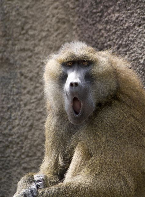 Funny Baboon by Tom Biegalski