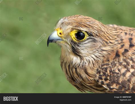 Falcon Beautiful Eyes Image & Photo (Free Trial) | Bigstock