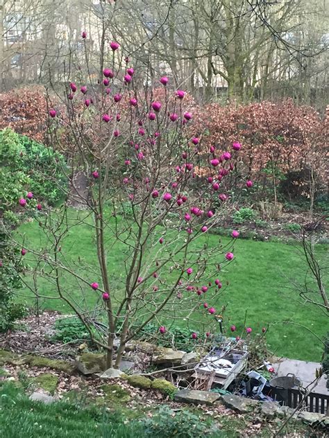 Black tulip in our garden , late March 2017 | Garden pictures, Black tulips, Tulips