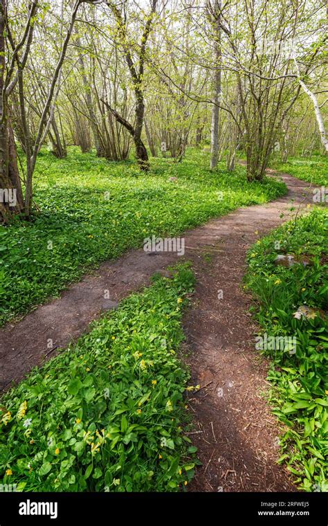 Pathway in a lush grove along the nature trail at the Ramsholmen nature reserve in Åland Islands ...