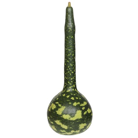 Lagenaria, bottle gourd in on a white background. Pyrography by Adam Nowak - Fine Art America