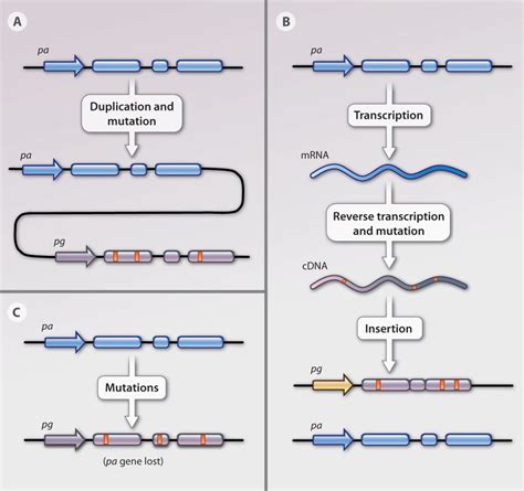 Are Pseudogenes Really Just "Junk Genes"? | Genetics And Genomics