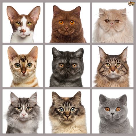 How To Choose Your Cat’s Breed - Cat Tree UK