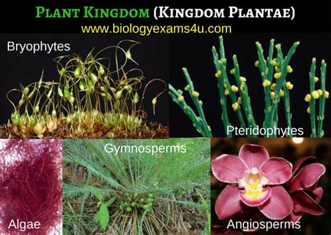 An Introduction: The Plant Kingdom (Plant Groups) ~ Biology Exams 4 U