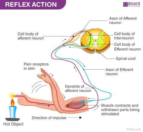 Reflex Action - Reflex Arc Diagram | Anatomia e fisiologia humana ...