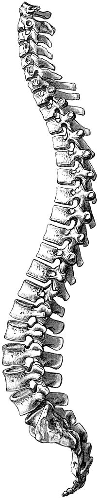 Side View of Vertebral Column | ClipArt ETC