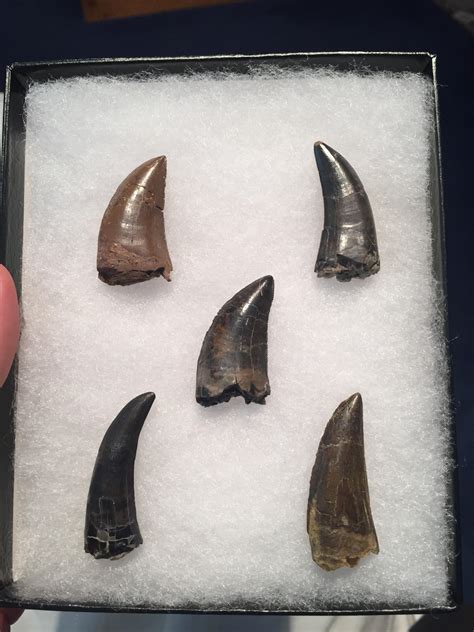 My Collection of Theropod Teeth - Member Collections - The Fossil Forum