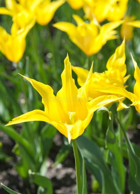 Beautiful Yellow Tulips in the Garden Stock Image - Image of beauty, flowers: 68874463