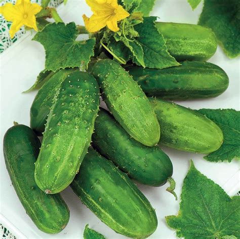 Edys H Gherkin Cucumber Seeds - Vegetable Seeds for sale online - Vegetable Seeds Ireland