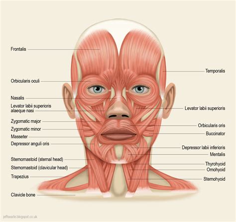 [DIAGRAM] Human Head And Neck Muscles Diagram - MYDIAGRAM.ONLINE