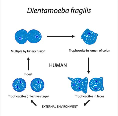 Dientamoeba Royalty-Free Images, Stock Photos & Pictures | Shutterstock