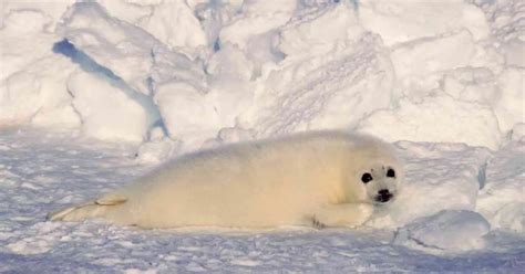 Harp Seal Behavior - AnimalBehaviorCorner