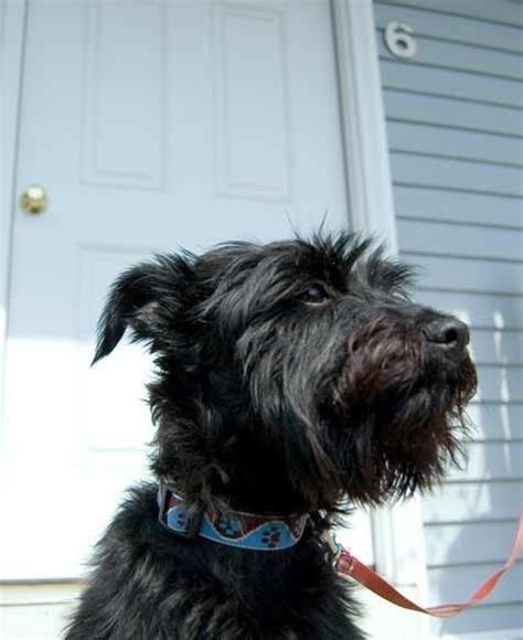 Scottish Terrier Schnauzer Mix