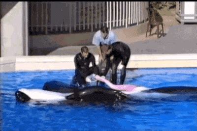 orca | GIF | PrimoGIF