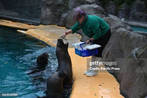 Feeding Sea Lion Photos and Premium High Res Pictures - Getty Images