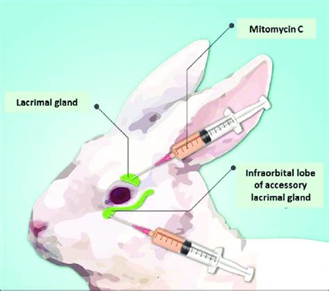 The injection site of the rabbit eye. Two glands (lacrimal gland and ...