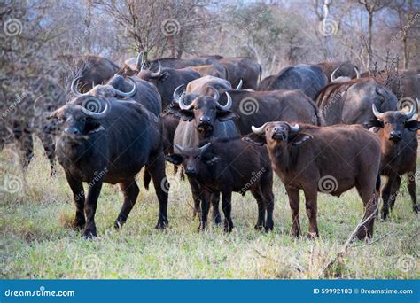 Buffalo herd stock image. Image of klaserie, africa, nature - 59992103