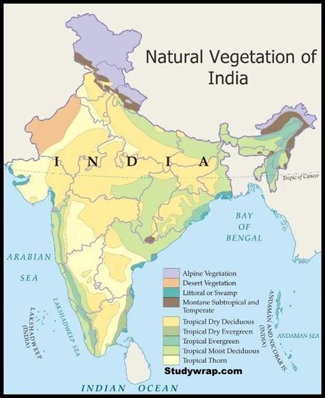 Classification of Natural Vegetation of India - Study Wrap