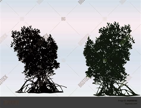 Mangrove Trees Vector & Photo (Free Trial) | Bigstock