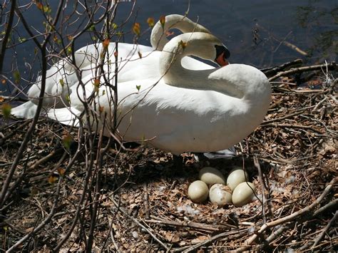 What Bird Lays The Largest Egg? (9 Biggest Bird Eggs in… | Birdfact