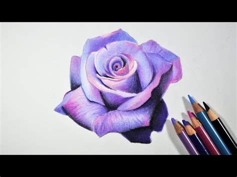 How to Draw A Lavender Rose -- Step by step tutorial -- Prismacolor pencils - YouTube