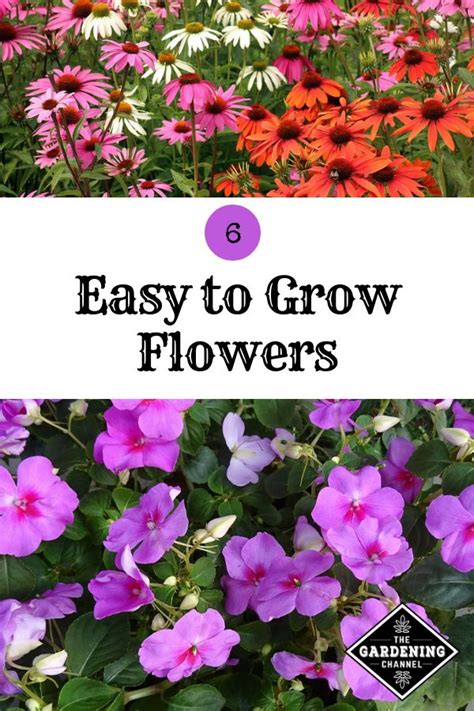 6 Easy to Grow Flowers | Easy to grow flowers, Growing flowers, Low maintenance garden