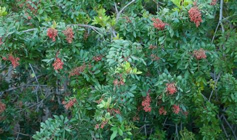 Brazilian Pepper Tree: A South Florida Invasive Plant - Coastal Gardens ...