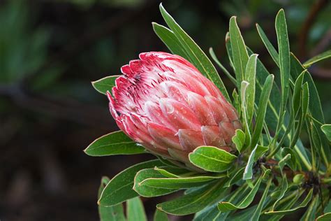 File:Protea 'Pink Ice'.jpg - Wikimedia Commons