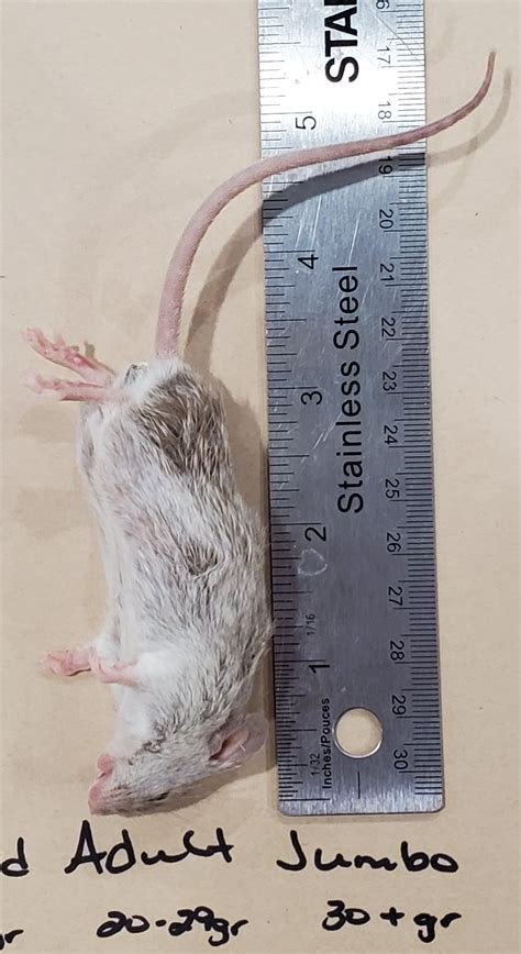 Mice Frozen Various Sizes – FirstStrike Reptile Supplies