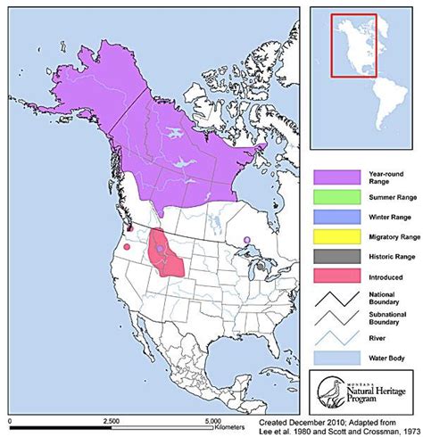 Arctic Grayling - Montana Field Guide