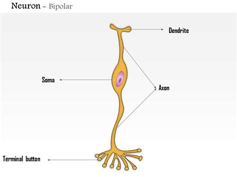 0614 Neuron Bipolar Medical Images For PowerPoint | PowerPoint Templates Designs | PPT Slide ...