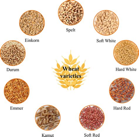 The different wheat varieties mentioned in the studies. | Download ...