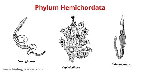 Phylum Hemichordata: Definition, Characteristics, Classification