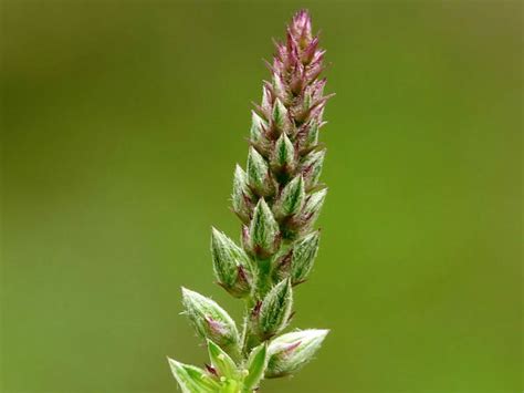 Madar Plant: मदार के पौधे का चमत्कारिक उपाय | WHAT IS THE SIGNIFICANCE OF THE PLANTS OF MADAR OR ...