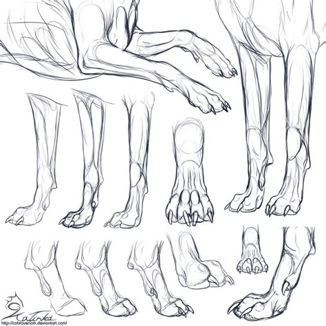 Wolf Anatomy Drawing at GetDrawings | Free download