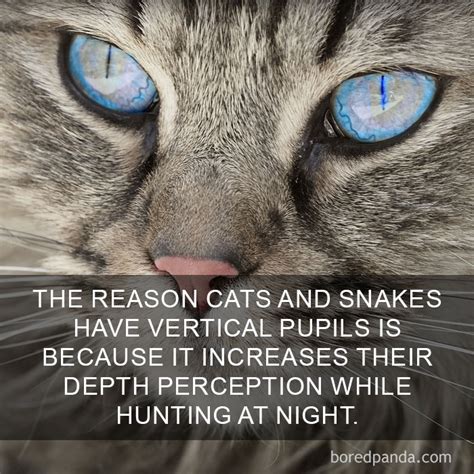 68 Amazing Cat Facts That You Probably Didn't Know | Bored Panda