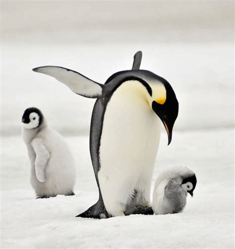 Emperor penguin by laogephoto on DeviantArt