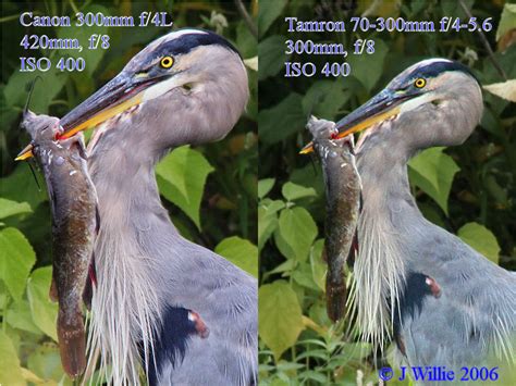 Canon EF 300mm f4L IS USM vs Tamron 70-300mm f/4-5.6 photo - Joe Willie photos at pbase.com