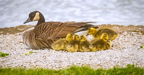 Research team goes on a wild goose chase