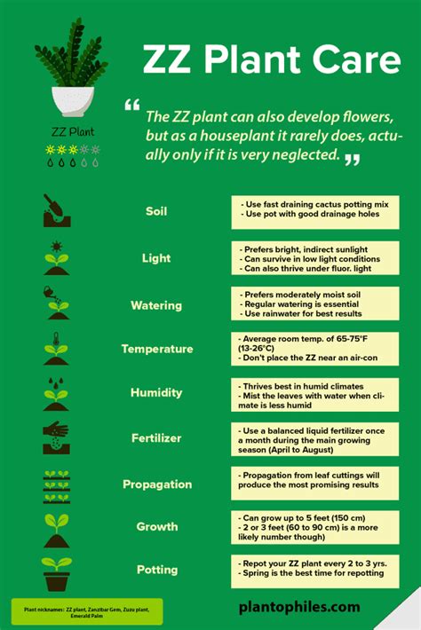 ZZ Plant Care - Best Plant Guide [+1 Free Infographic]