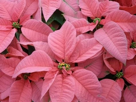 Poinsettias