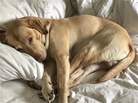 My Doggo is a Lazy Doggo : r/aww