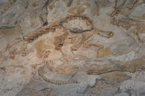 Dinosaur National Monument: Big Family of Dinosaur Fossils