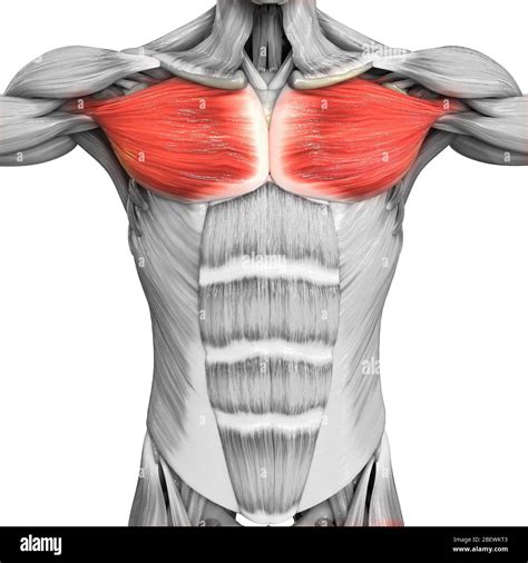 Human Muscular System Parts Pectoral Muscle Anatomy Stock Photo - Alamy