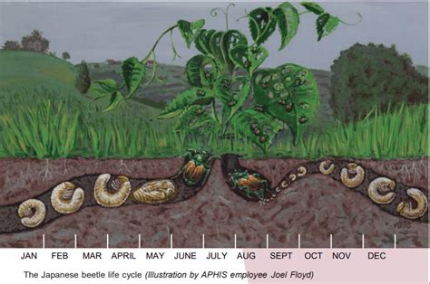 Understand the Lifecycle of Japanese Beetles to Help Combat Them ...