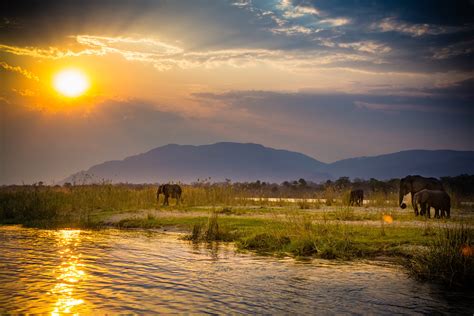 Elephants in Lower Zambezi National Park – Zambia – Zambia Department of Immigration