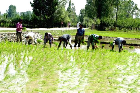 Farmers busy working in their fields